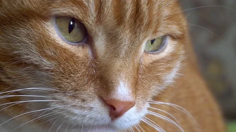 Face unhappy big cat. Stock Footage 103246069