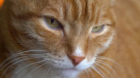 Face unhappy big cat. Stock Footage 103246131