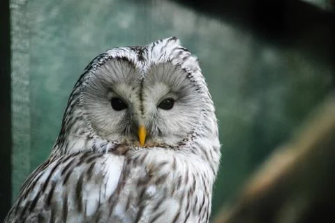 Face of Ural Owl Stock Photos