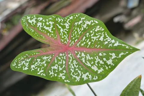 Face On View of Caladium Bicolor Leaf with Pink Veins and White Spots in Gard Stock Photos