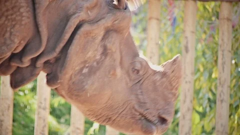 Face of walking rhinoceros 動画素材 69836007