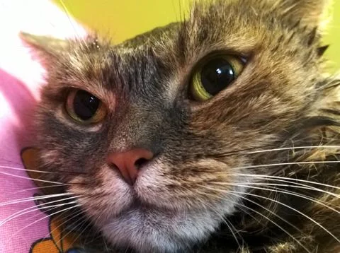 Face of a wet cat Stock Photos