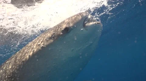 The face of whale shark Stock Footage 68205940