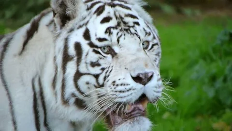 Face white bengal tiger close 動画素材 69075894