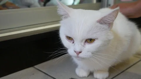 Face white cat Stock Footage 94587873