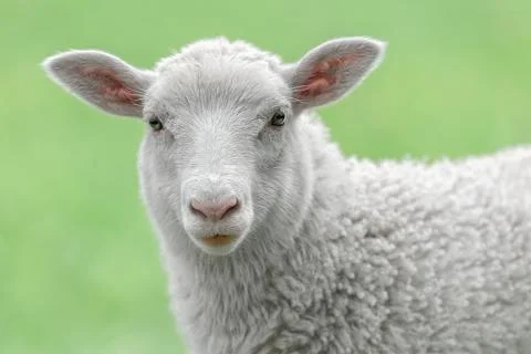 Face of a white lamb Stock Photos