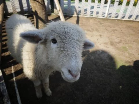 Face of a white sheep in a pen Stock Photos