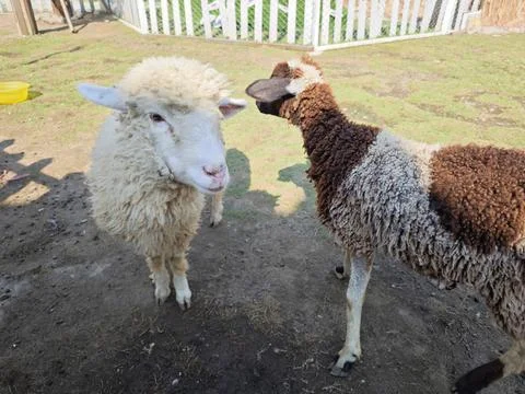 Face of a white sheep in a pen Stock Photos