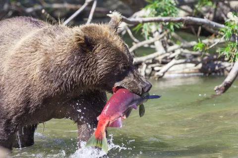 Face of a wild bear with fish close-up. The concept of bears hunting salmon d Stock Photos