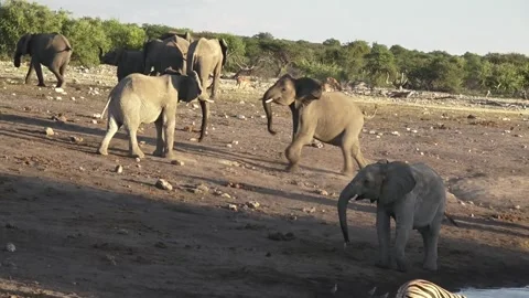 Face-off without contact; posturing only — Part 6 스톡 동영상 320789983