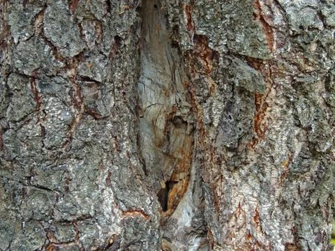 The face of the wood Stock Photos