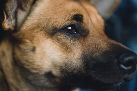 Face of a young dog Stock Photos