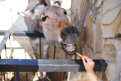 The face of a zebra that eats a carrot from its hand at the zoo Stock Photos