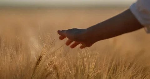 Faceless farmer, touching by hand ripe ear of wheat in the field Stock Footage 201688025