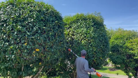 Faceless man doing trees trim with electric trimmer at sunny day. Pruning trees Stock Footage 272209786