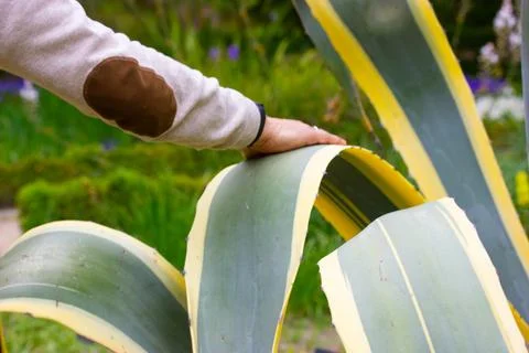 Faceless man touching with hand long smooth leaves of striped green yellow Agave Stock-Fotos