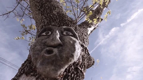 Faces carved on a tree Stock-Footage 157739077