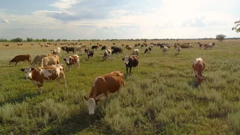 Faces of herd bull cows beautiful cattle livestock stock meadow steppe pasture Stock Footage 120000899