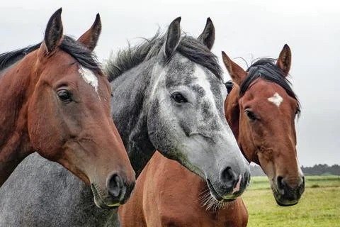 Faces of three horses Foto stock