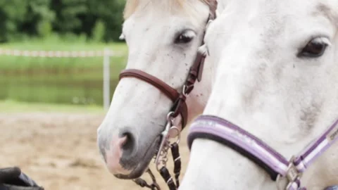 Faces of Two White Horses Stock Footage 259433509