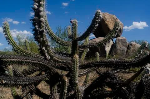Facheiro cactus in the Caatinga Biome region Stock Photos