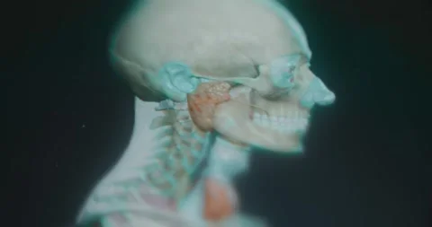 Facial anatomy of the human study Stock Footage 314878831