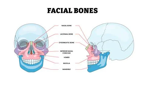 Facial Bones Structure Diagram with Front and Side View, Educational Medica.. Stock Illustration