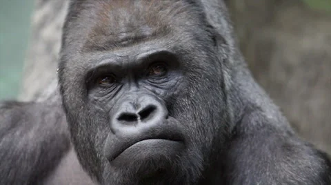 Facial gesture and face caring of a gorilla male, severe silverback Stock Footage 37974188