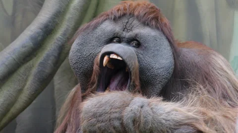 Facial gesture and yawning of an orangutan male Stock Footage
