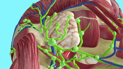 Facial Lymph Nodes Lymphatic System Stock-Footage 137792365