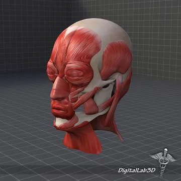 Facial Muscle Structure 3D Model