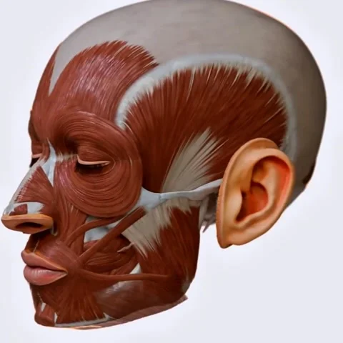 Facial muscles Stock Footage 332000894
