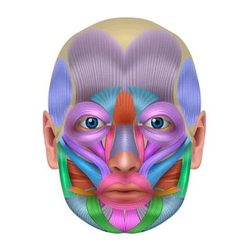 Facial Muscles Stock Illustration