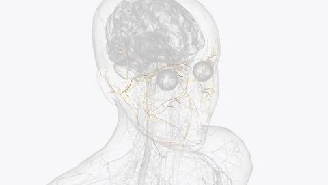 The facial nerve is the 7th cranial nerve and carries nerve fibers that con.. Stock Illustration