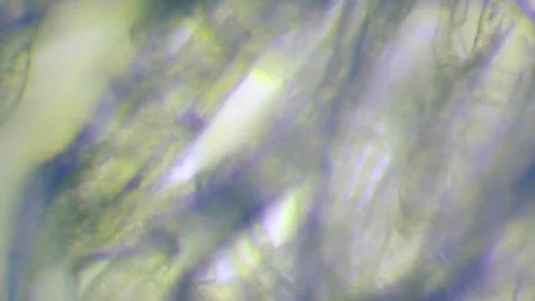 Facial Tissue under a Microscope Extreme Closeup Stock Footage 153451346