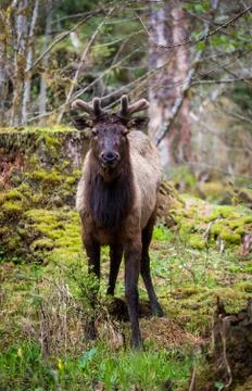 Facing elk 스톡 사진