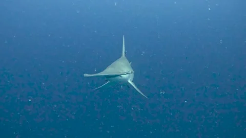 Facing a great hammer head n Maldives Stock Footage 297529426