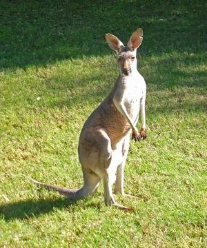 Facing a Kangaroo at the Zoo Foto stock