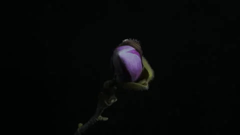 Facing the Magnolia Flower - Time Lapse Stock Footage 331993976