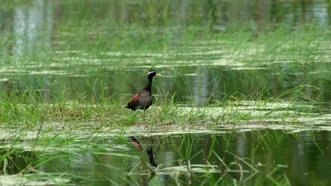 Facing to the right as it stoops down to eat and suddenly alarmed of Stock Footage 213131161