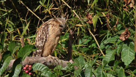 Facing to the right then turns its head as a leaf falls, Buffy Fish Owl Stock Footage 264490856