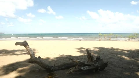 Facing the sea, a fine sandy beach, a large dead branch in the foreground Stock Footage 301207453