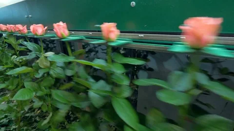 Factory equipment transporting long stem flowers. Stock Footage