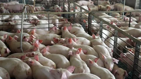 Factory farm for piglets. Crowded pens and cages. Pigpen area where Vidéo 202295286