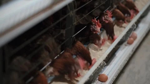 Factory Farming Of Chicken Vídeo Stock 305333052