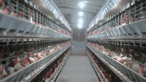 Factory Farming Of Chicken 스톡 동영상 305333076