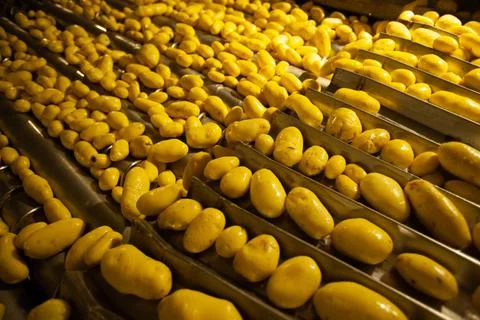 Factory interior. Potato production. Factory equipment, product manufacturing Stock Photos