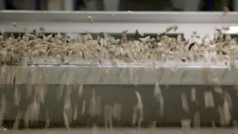A factory line for the production of vegetable oil from sunflower seeds. 库存影片 340196397