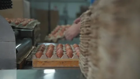 Factory machine involved in the automated process of poultry eggs production Stock Footage 263243202