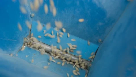 At the factory, malt is ground in a hand crusher close-up Stock Footage 185514126